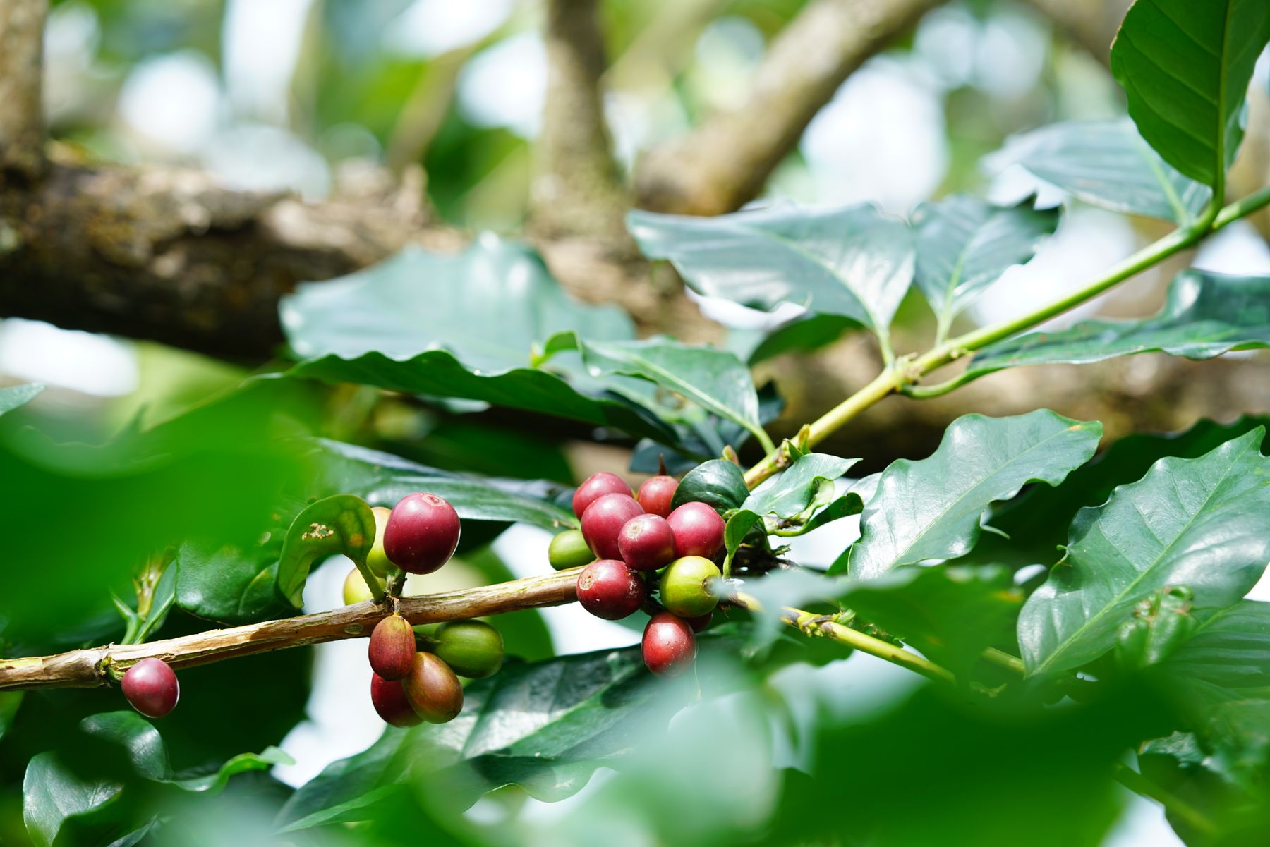 Coffee cherry
