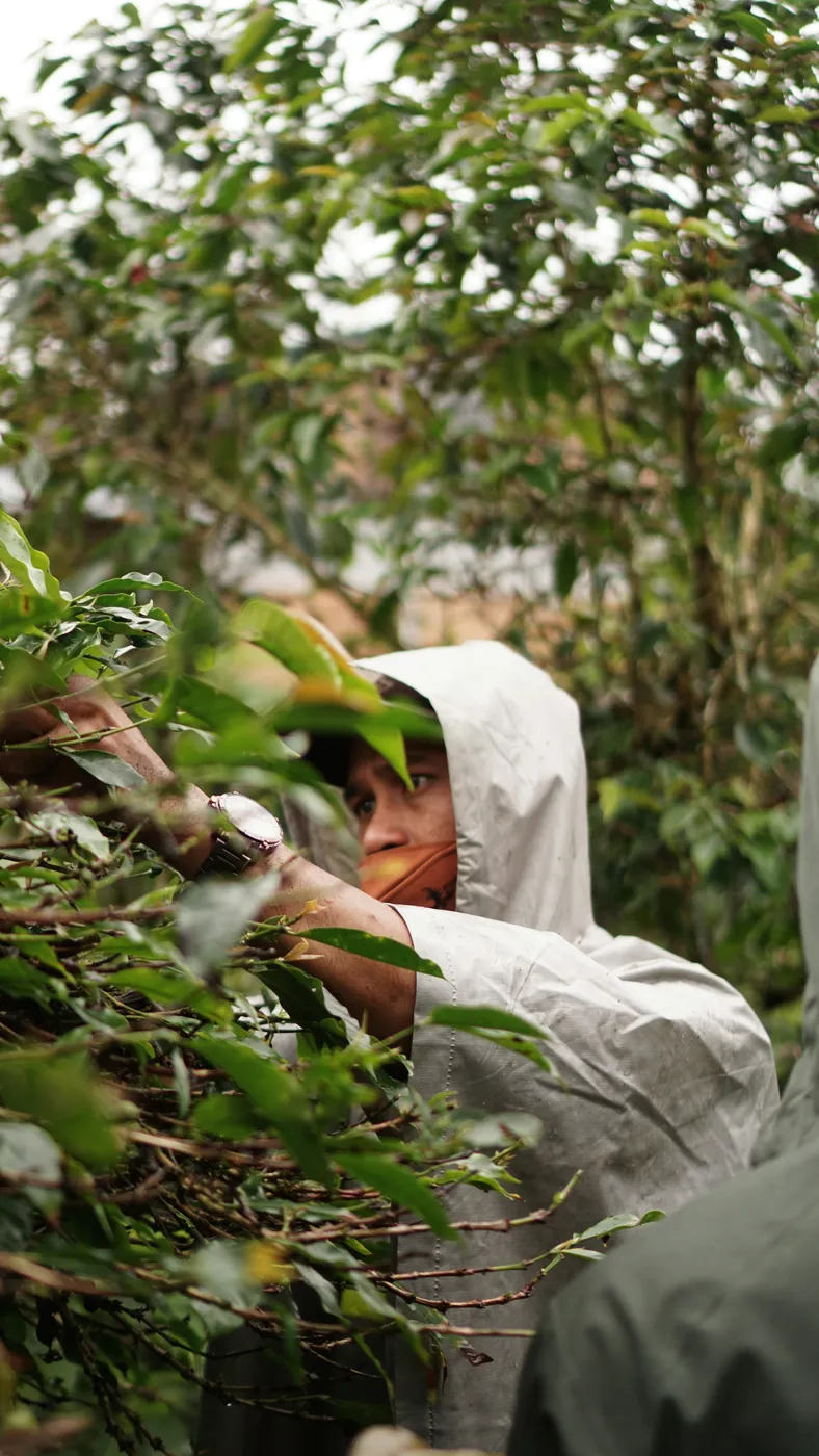 Coffee plantation