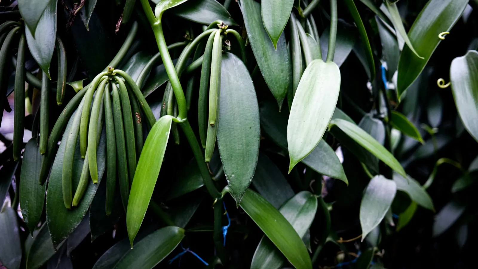 Vanilla plantation · green pods
