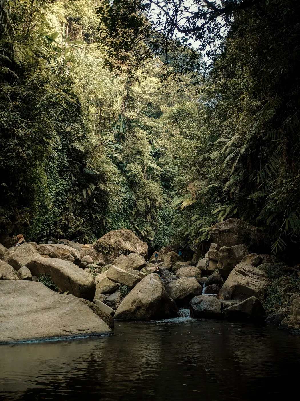 Tropical forest, Central Java